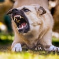 Dog Bites In Orange County: How To Handle This Personal Injury Case Type Effectively
