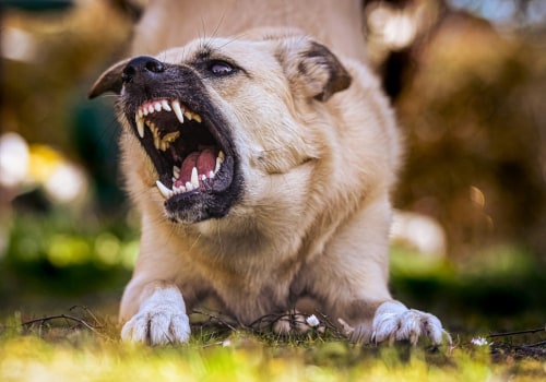 Dog Bites In Orange County: How To Handle This Personal Injury Case Type Effectively